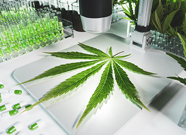 California Certified Cannabis Testing